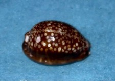 Cypraea maculifera hawaiiensis for sale  San Diego