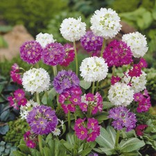 Primula denticulata mixed for sale  BELLSHILL