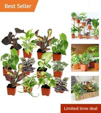 beautiful spider plants for sale beautiful spider plants for sale Denver