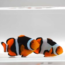 Onyx percula onyx for sale  North Hills
