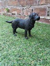 Leonardo black labrador for sale  EVESHAM