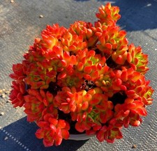 Sedeveria red lantern for sale  HULL