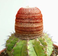 Semi melocactus concinnus usato  Napoli