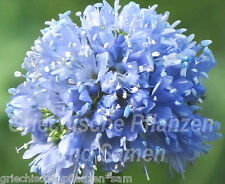 Gilia capitata palline usato  Spedire a Italy