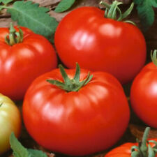 Beefsteak tomato seeds for sale  Tarpon Springs