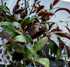 2xaeschynanthus marmoratus zeb for sale  WELWYN