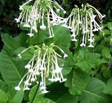 Nicotiana sylvestris white for sale  READING