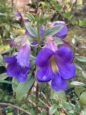 several houseplants for sale  Honolulu