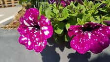Petunien petunia 50 gebraucht kaufen  Stühlingen