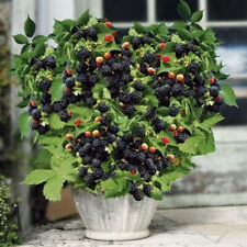 Bellissimo blackberry nano usato  Trappeto