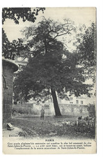 Paris gros acacia d'occasion  Expédié en Belgium