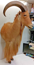 Aoudad barbary sheep for sale  Coolidge