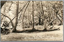 Rppc postcard muir for sale  Colchester