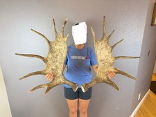 Moose antler set for sale  Moscow