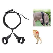 Dog hip brace for sale  HATFIELD
