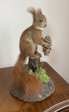 Ukrainian taxidermy squirrel for sale  HITCHIN