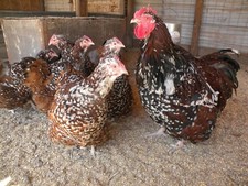 Jubilee orpington fertile for sale  Muskegon