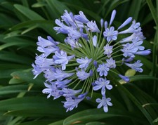 Blue agapanthus bareroot for sale  Rock Island