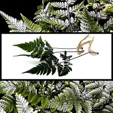 Rabbit foot fern for sale  LEIGH