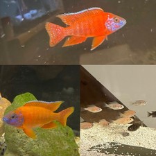 Tropical fish german for sale  Somerville