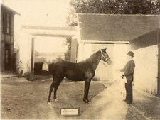 Cheval cléopâtre vintage d'occasion  Pagny-sur-Moselle