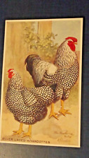 silver laced wyandottes for sale silver laced wyandottes for sale BATH