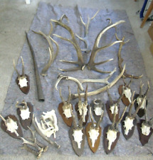 Abwurfstangen hirsch trophäen gebraucht kaufen  Frankfurt (Oder)