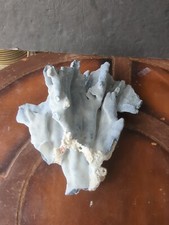 blue ridge coral for sale blue ridge coral for sale La Mesa