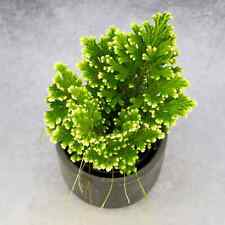 Rose jericho selaginella for sale  NORTHWICH