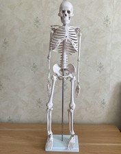 real human skeleton for sale real human skeleton for sale ABERAERON