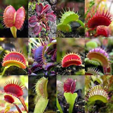 DIONAEA MUSCIPULA CULTIVARS MIX - PIANTA CARNIVORA, 10 SEMI SELEZIONATI na sprzedaż  Wysyłka do Poland