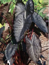 Diamond head colocasia for sale  Mobile