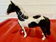 pinto horse for sale  CROWBOROUGH
