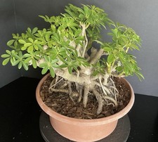 schefflera potted for sale  Miami