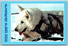 Postcard alaskan sled for sale  Newtown