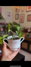 Golden pothos vintage for sale  Gaithersburg