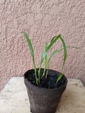 Pot 3.5 pygmy for sale  Vero Beach
