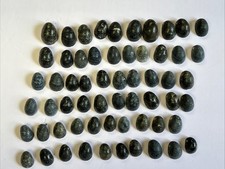 Kupee nerite hawaiian for sale  Kealakekua