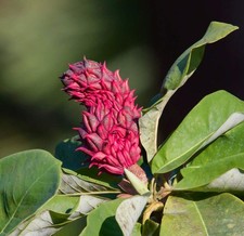 Magnolia officinalis houpu usato  Napoli