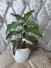 Kalanchoe daigremontiana plant for sale  STEVENAGE