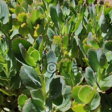 Kalanchoe fedtschenkoi pianta usato  Italia
