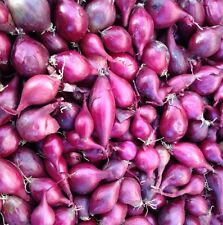 Red baron onion for sale  NEWRY