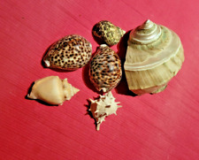 Lots coquillages mer d'occasion  Breuvannes-en-Bassigny