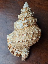 marine snails for sale  WIGTON