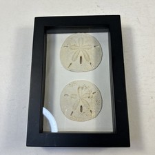 Sand dollar real for sale  Detroit Lakes