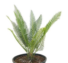 Dioon edule valles usato Dioon edule valles usato  Napoli