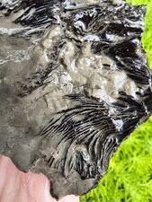 Stunning xiphactinus pachyrhiz for sale  Frisco