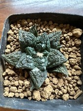 Ariocarpus suratus own usato  Valdastico
