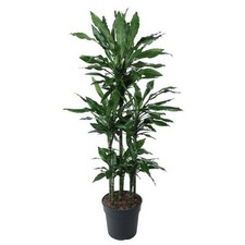 Drachenbaum dracaena janet gebraucht kaufen  Düsseldorf