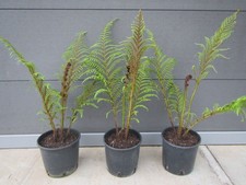 Cyathea tomentosissima gebirgs gebraucht kaufen Cyathea tomentosissima gebirgs gebraucht kaufen  Wuppertal